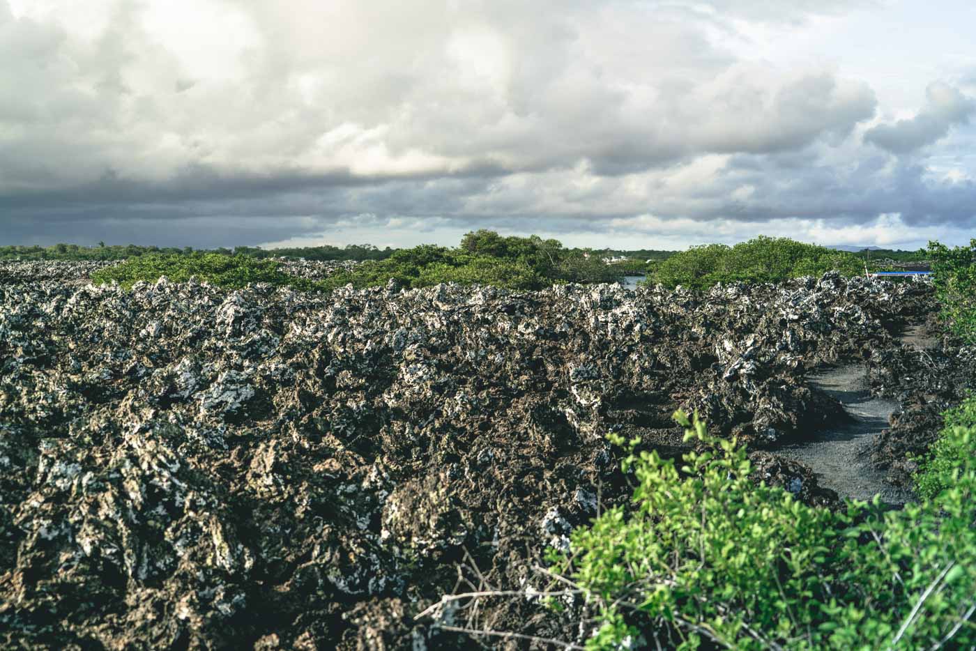 Ah-ah lava fields on Tintoreras islet near Isabela Island, Galapagos