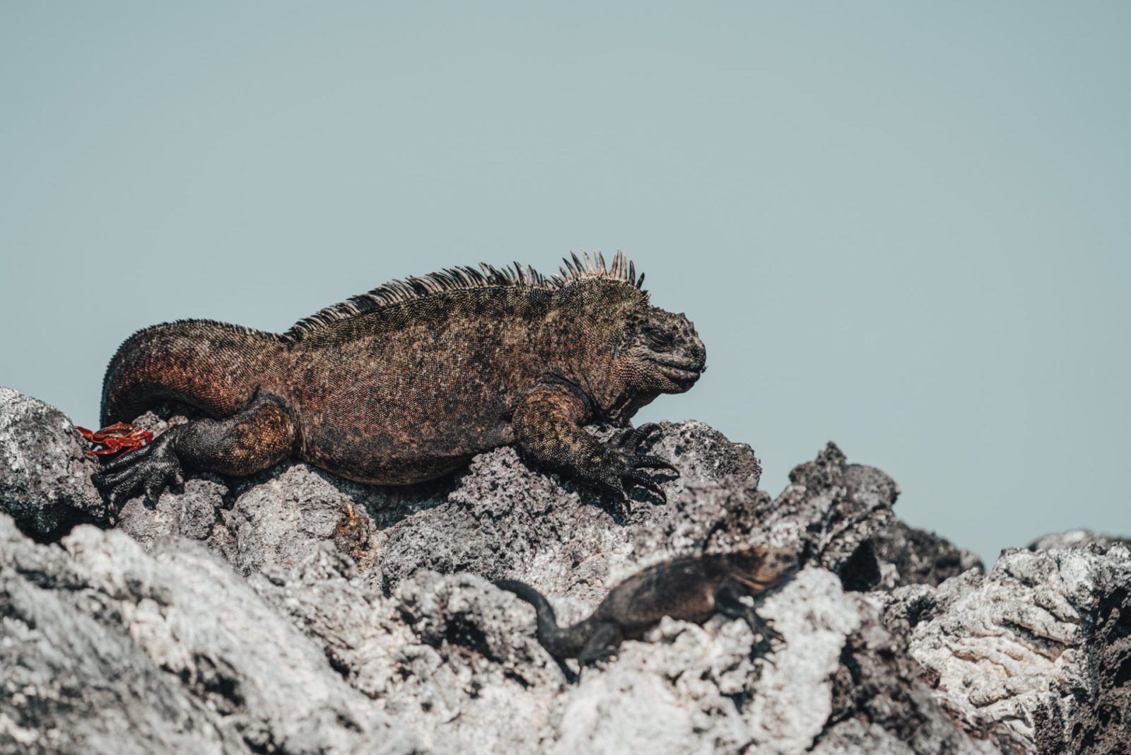 marine iguana, animals of galapagos islands