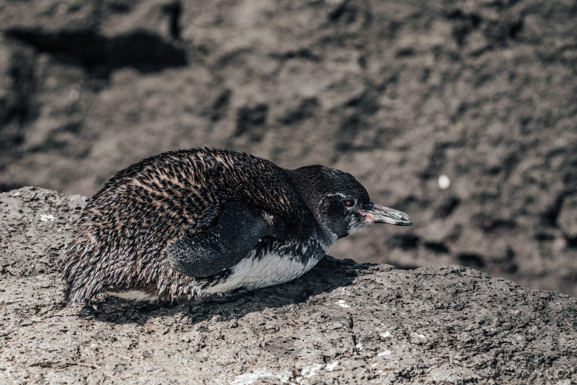 Ecuador Galapagos Isabela Punta Moreno penguin 08938