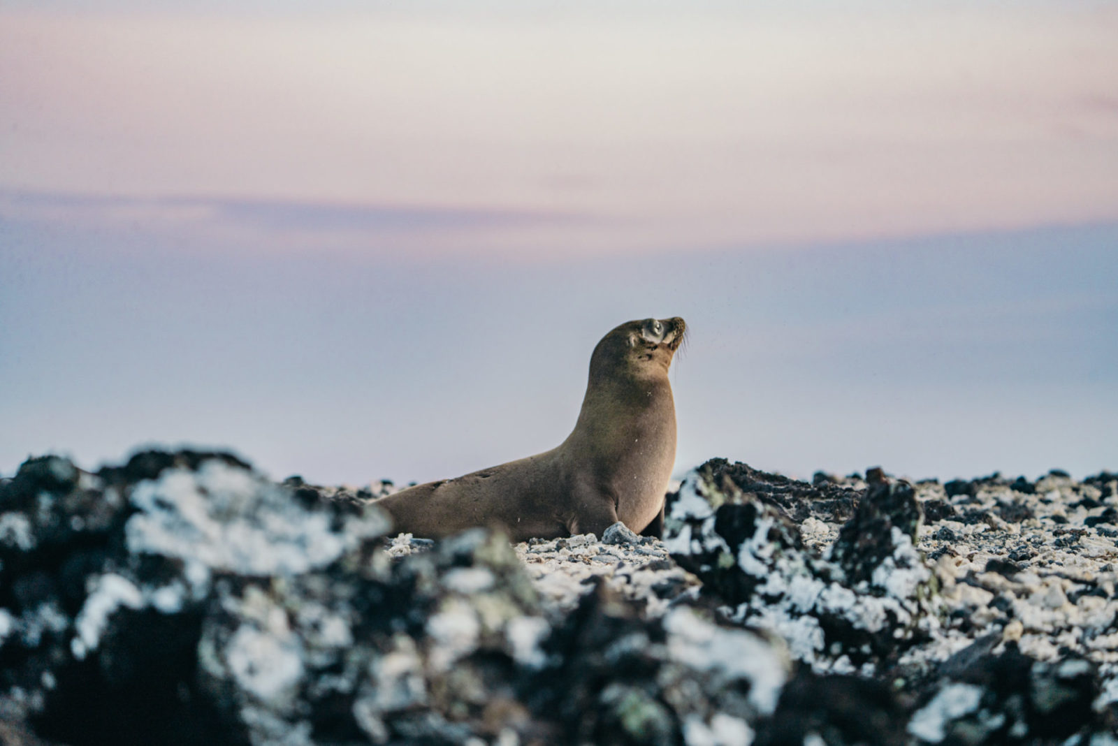 young sea lion, best time to visit galapagos