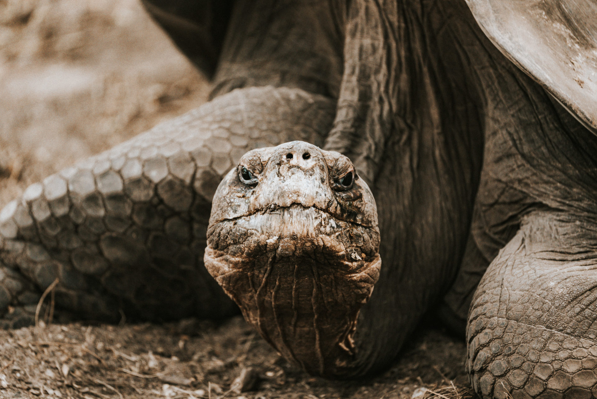 saddleback tortoise, animals of galapagos islands