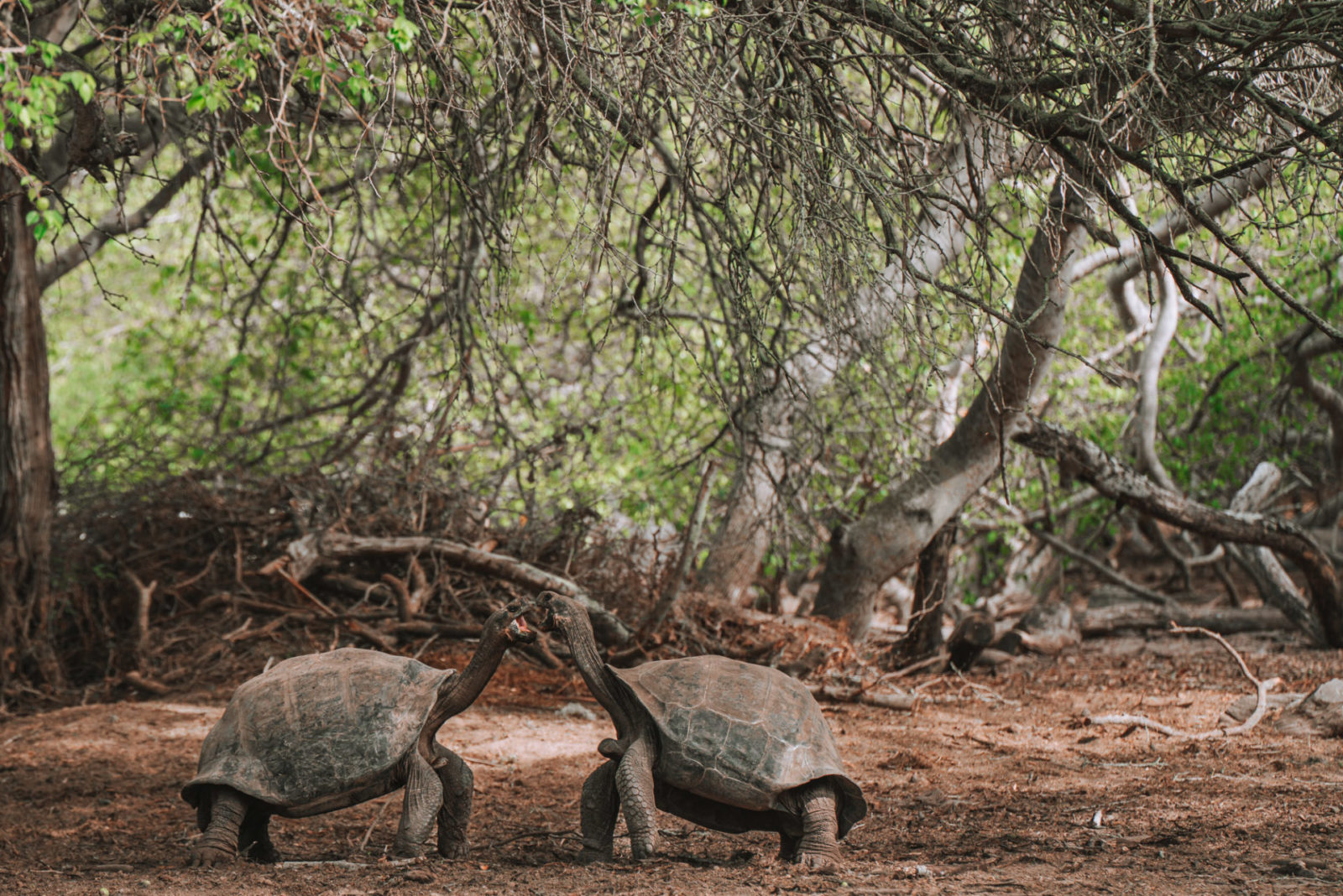 Ecuador Galapagos Isabela Turtle Center 08767