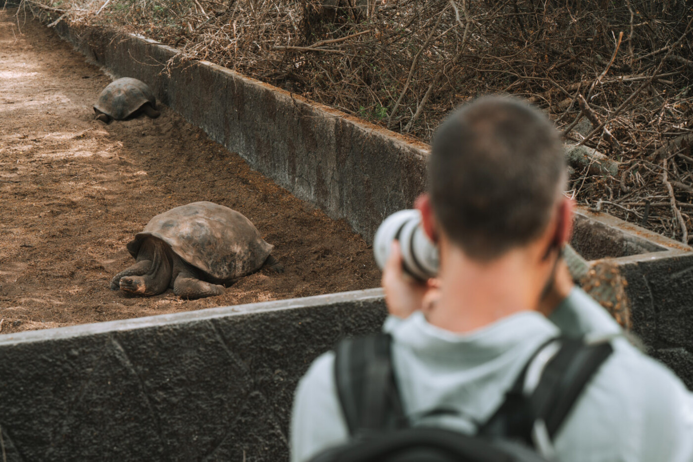 Ecuador Galapagos Isabela Turtle Center Max 08762