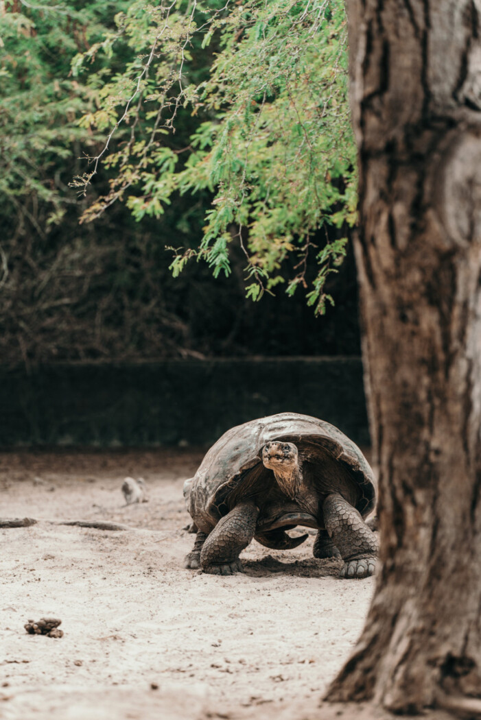 Galapagos tortoise