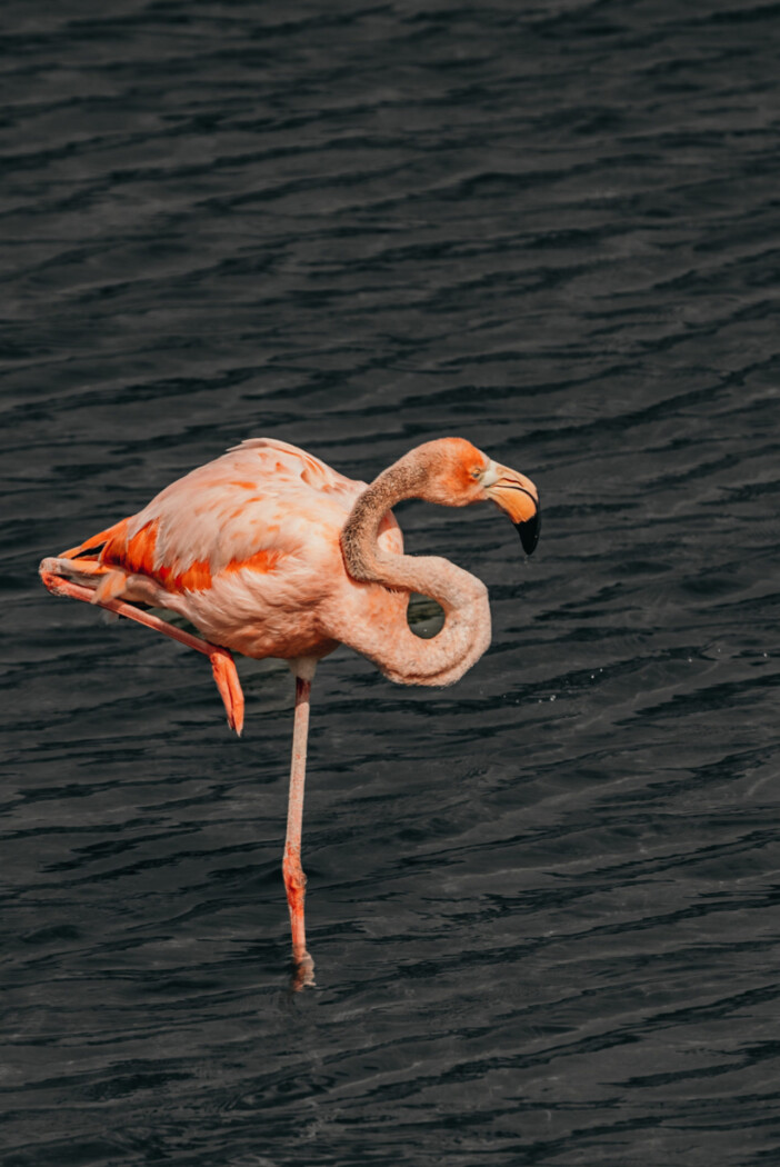 Galapagos Flamingo