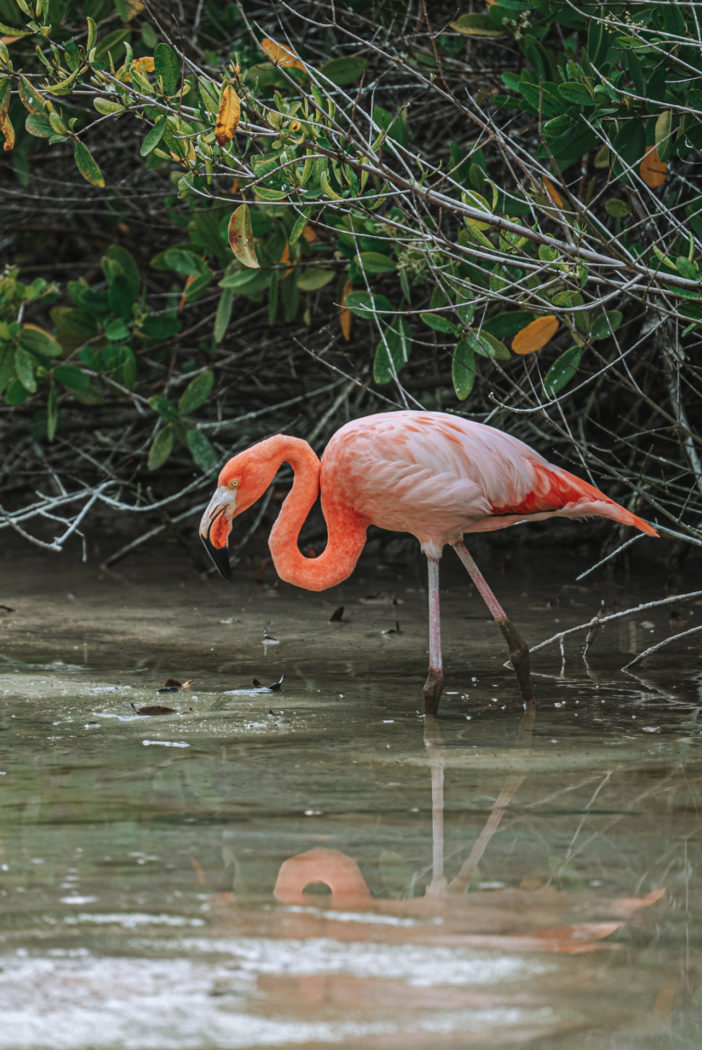 Galapagos Flamingo