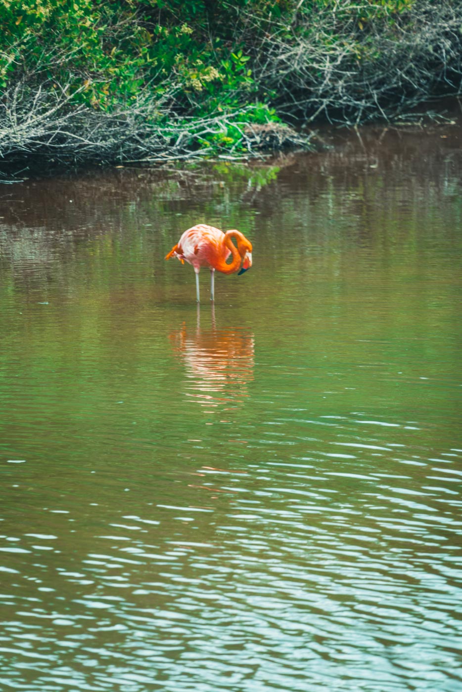 Ecuador Galapagos Isabela flamingo 3555