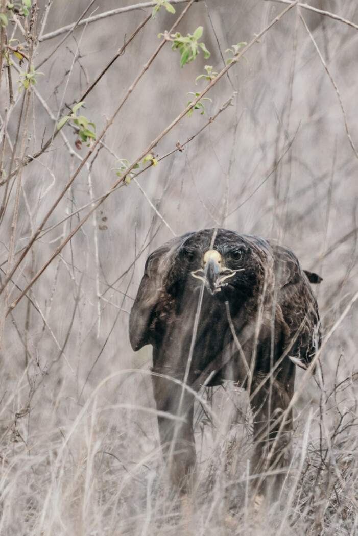 Galapagos Hawk