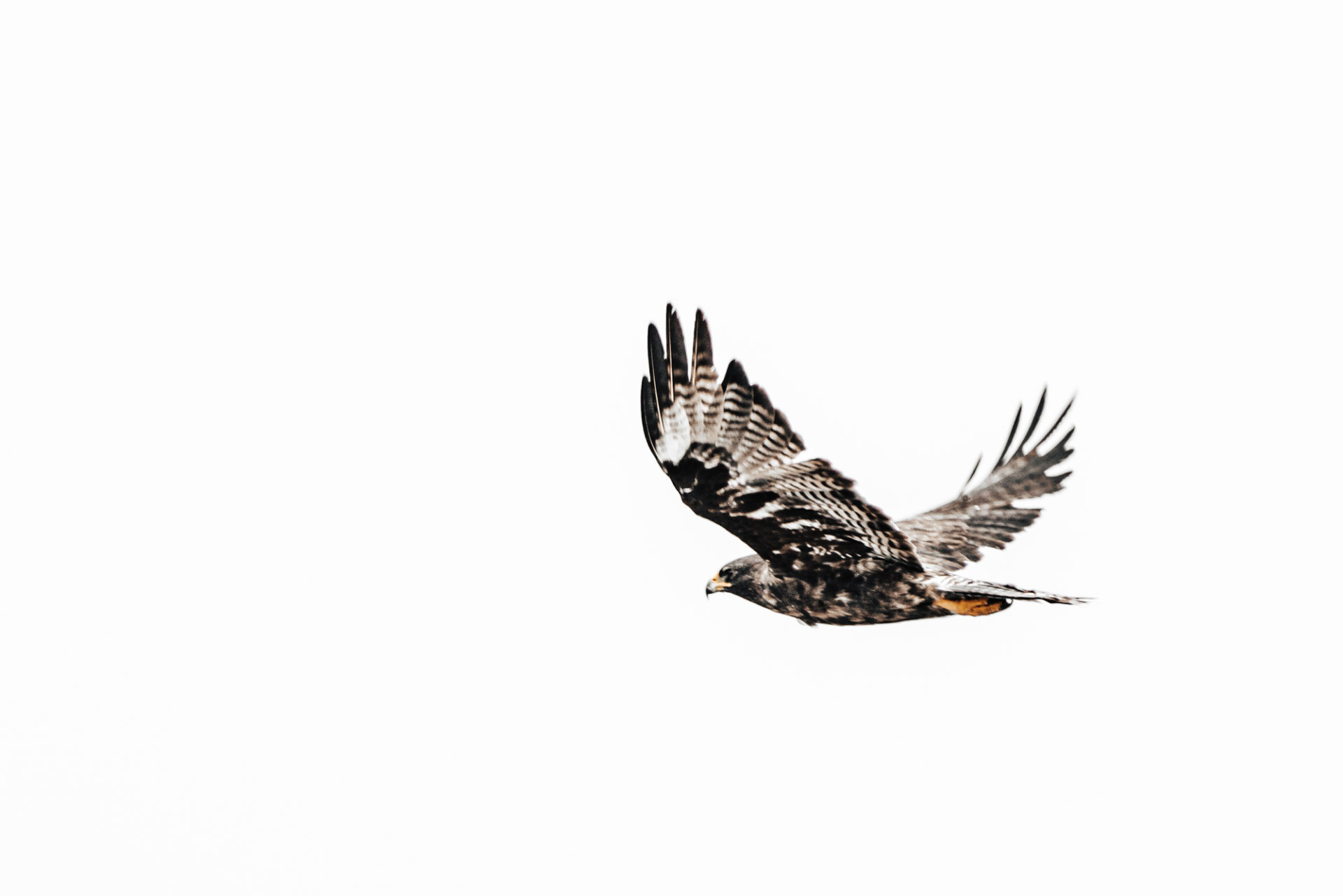 A Galapagos hawk in flight