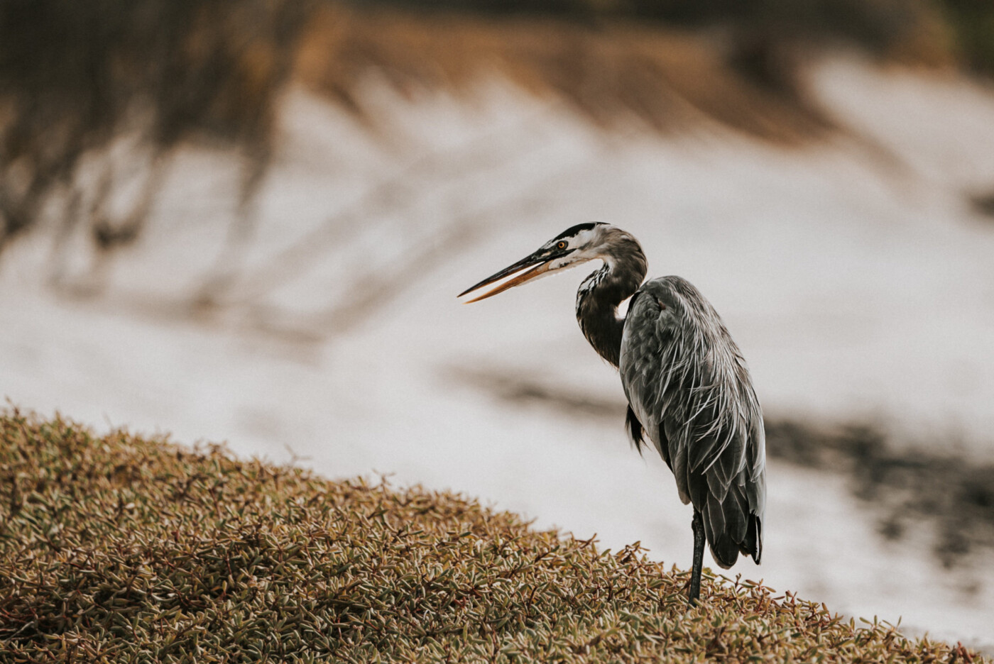 Ecuador Galapagos Isabela grey heron 05786