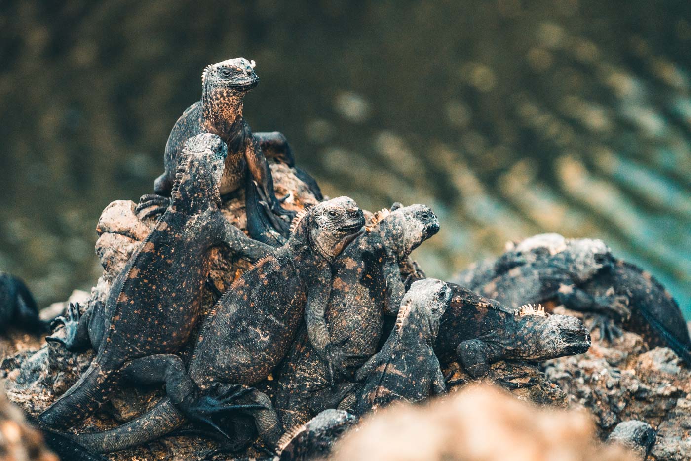 Ecuador Galapagos Isabela iguanas 2854