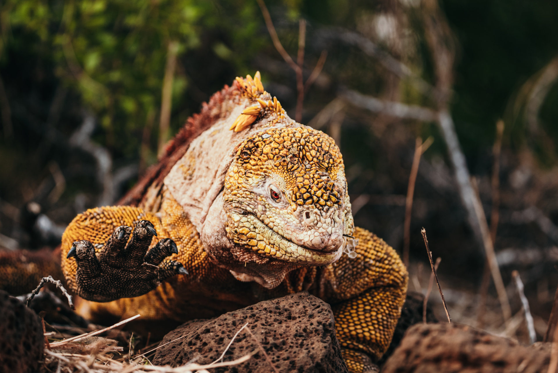 land iguana, animals of galapagos islands