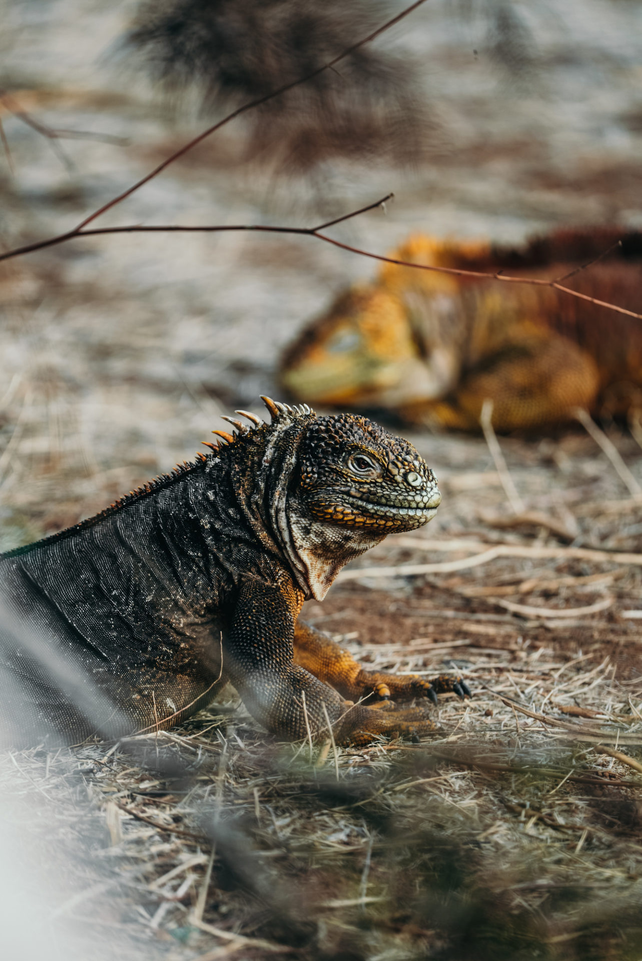 Male and female land iguanas in Galapagos Islands