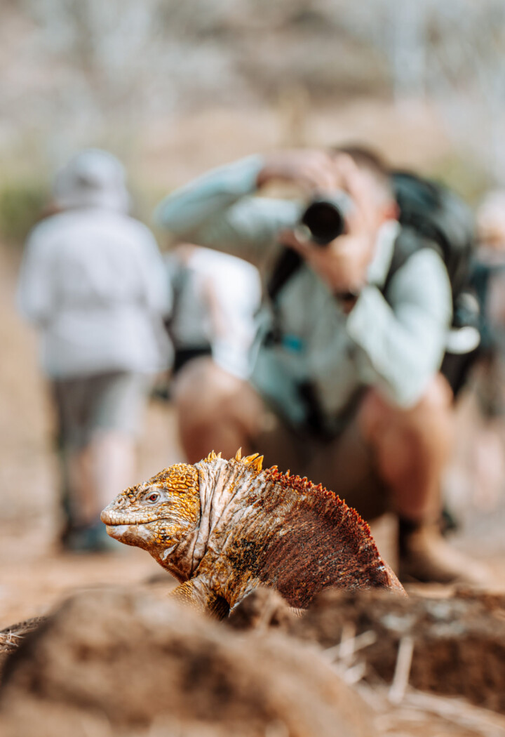 Ecuador Galapagos Isabela land iguana Max 08642