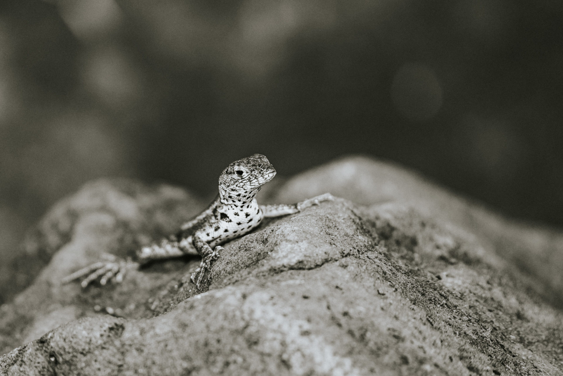 Lava lizard, Galapagos islands lizard