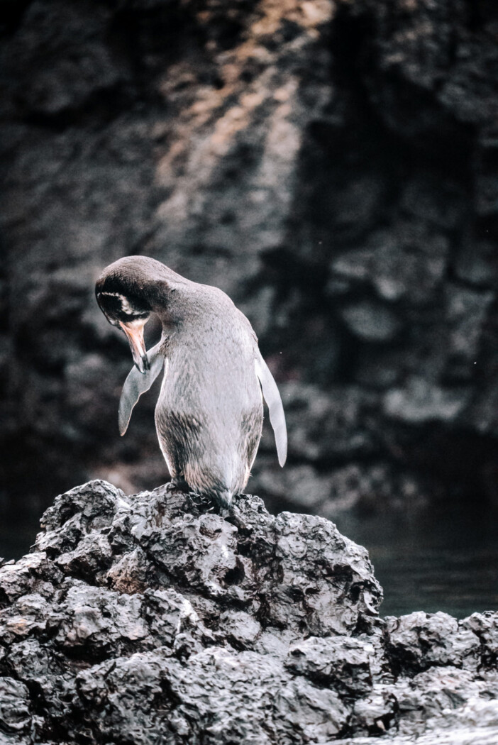 galapagos penguin,