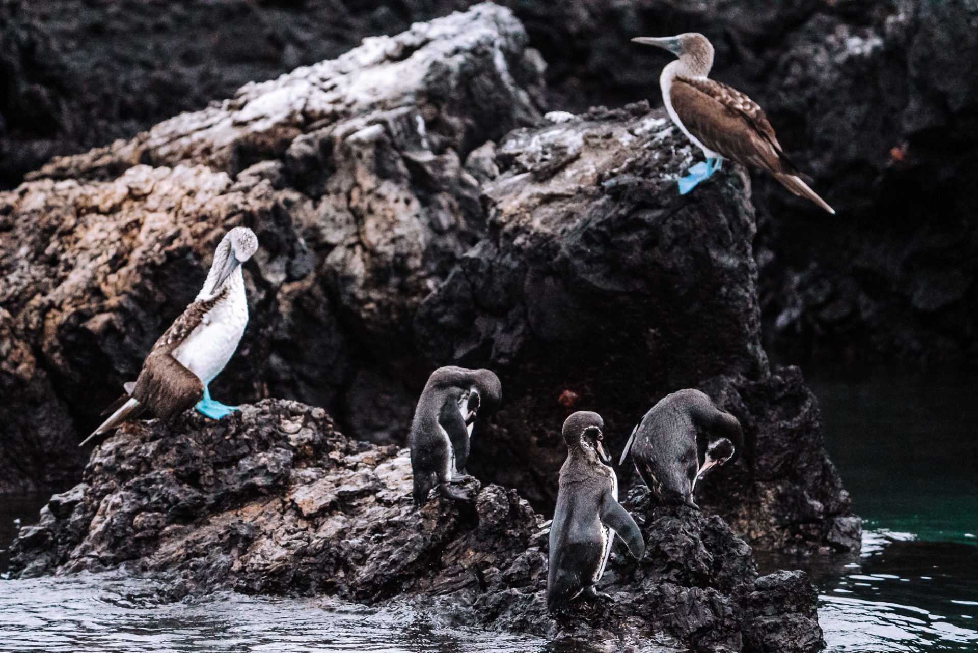 penguins, Galapagos Islands 
