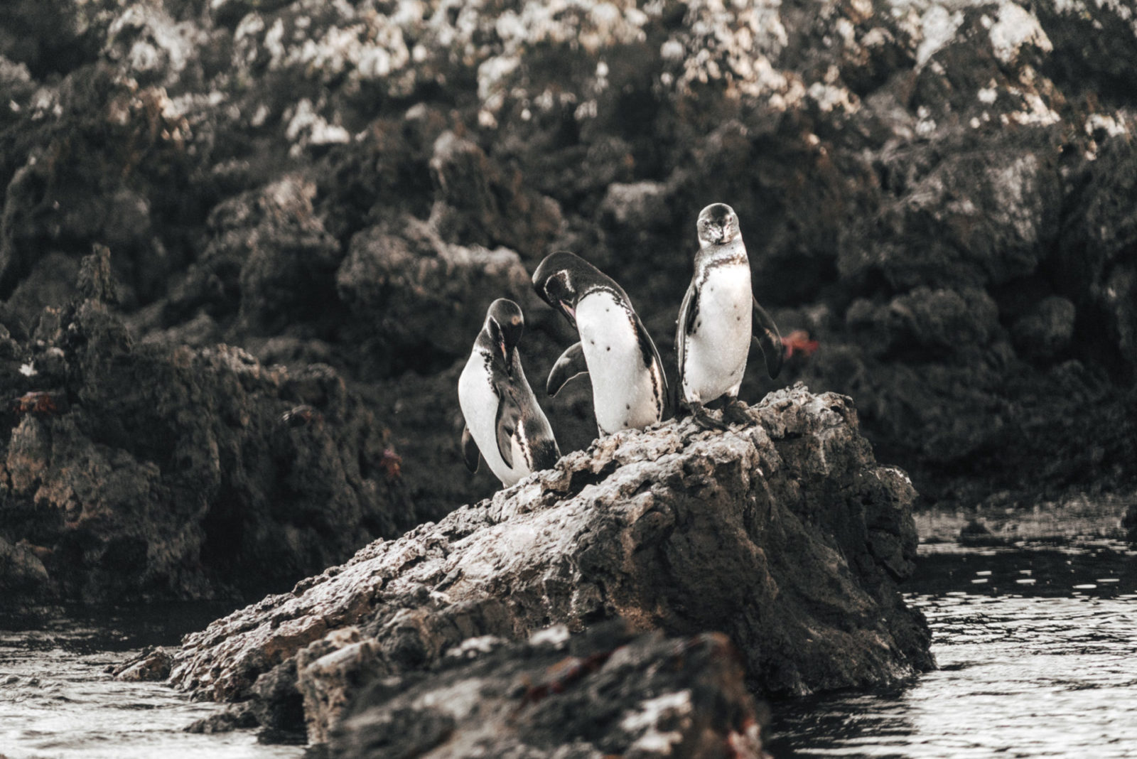 Galapagos penguins on the rocks on Isabela Island