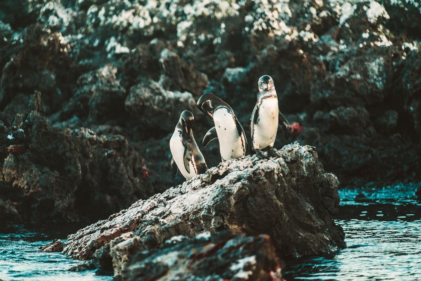 Galapagos penguins!
