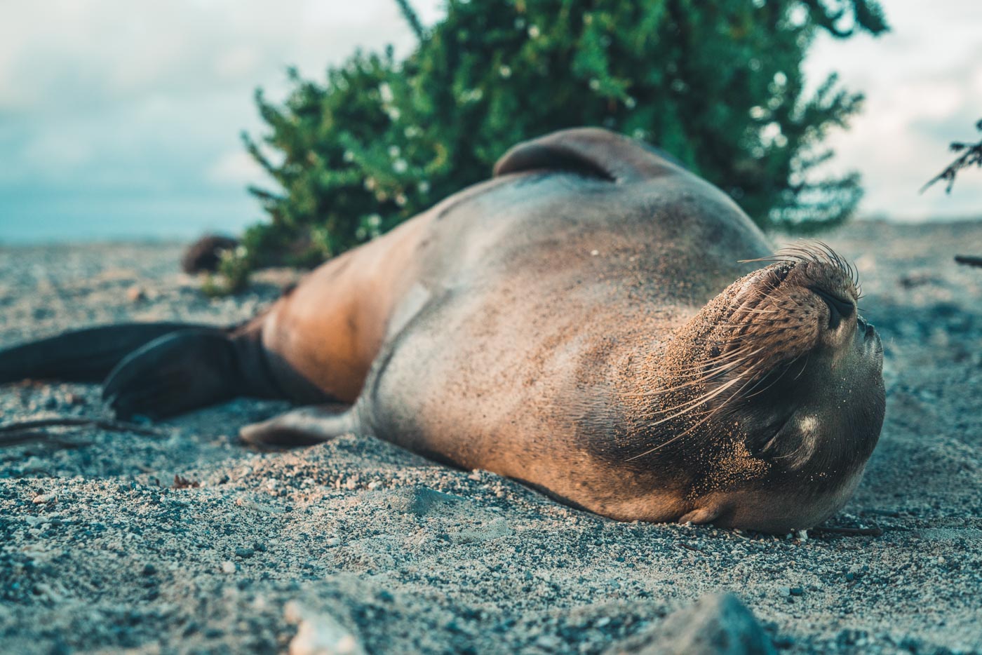 Ecuador Galapagos Isabela sea lion-2906