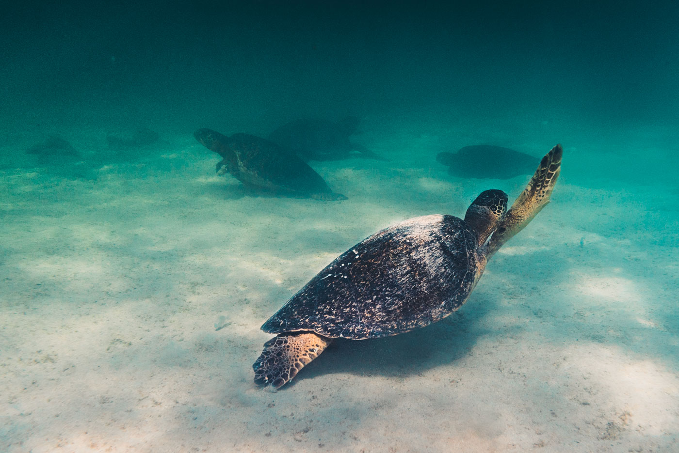 Ecuador Galapagos Isabela sea turtle 0711