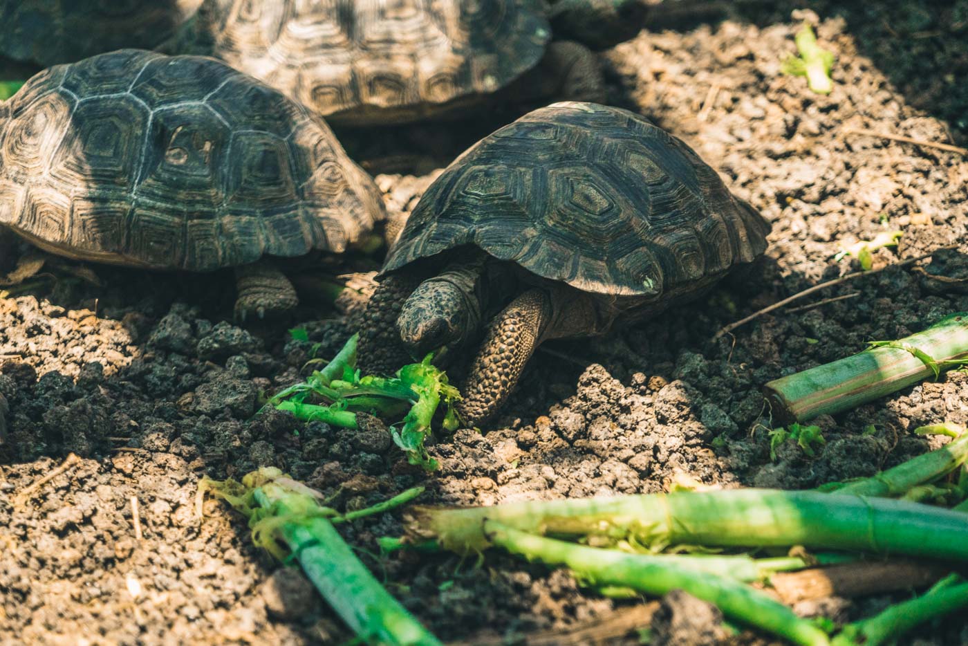 Baby tortoises at the Tortoise Breeding Centre on Isabela Island