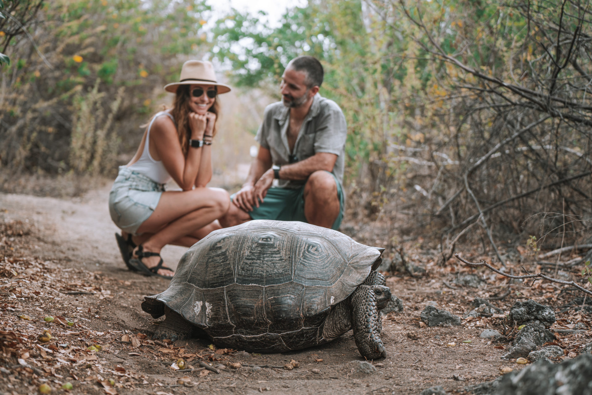 giant turtle, Galapagos Cruise