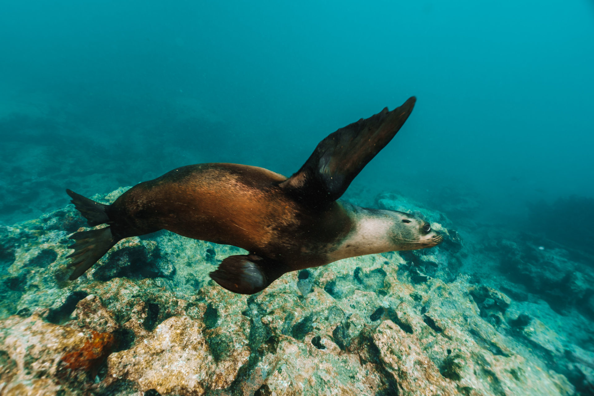 Ecuador Galapagos Isla Eden snorkeling sea lion 08598