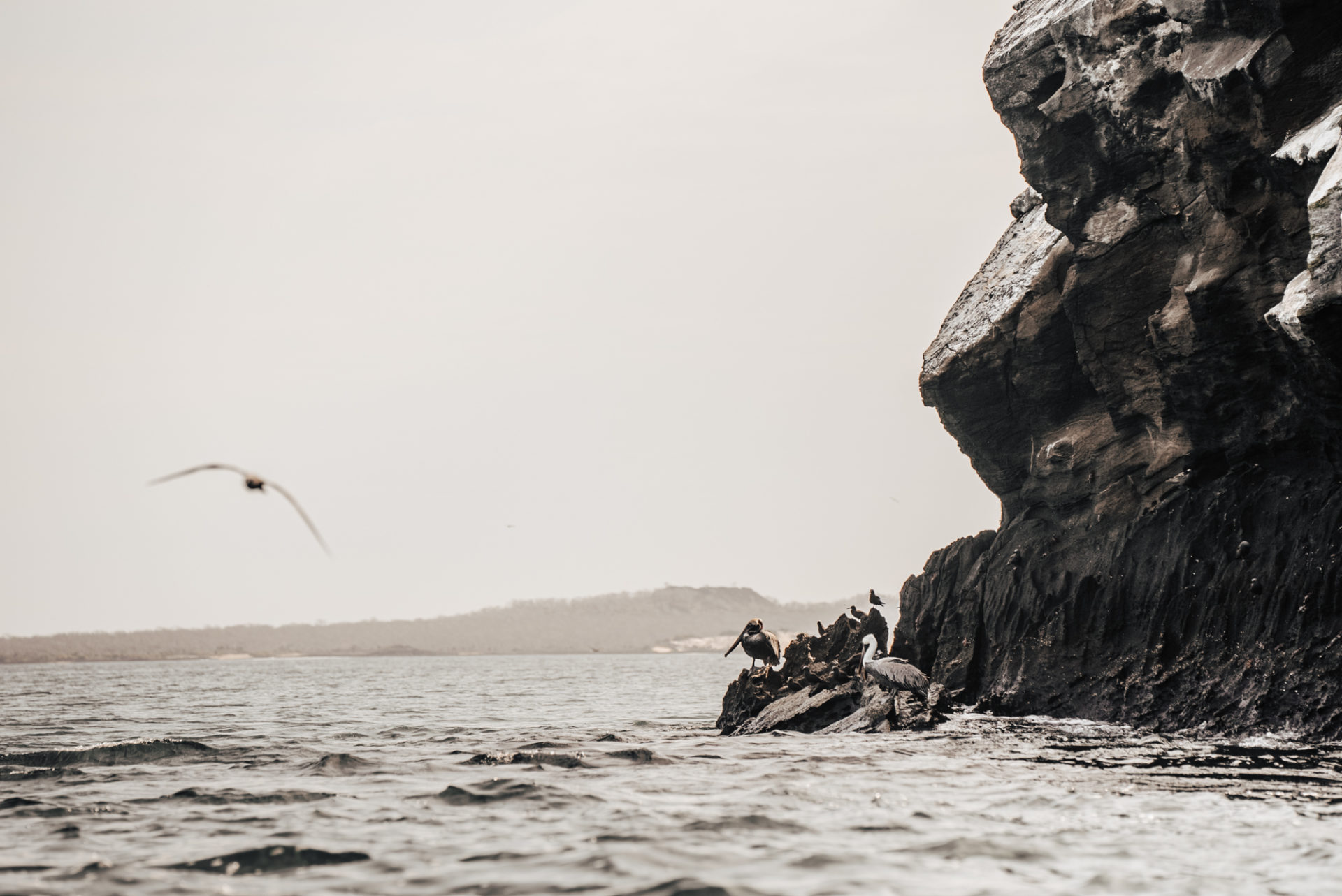 birds of galapagos 