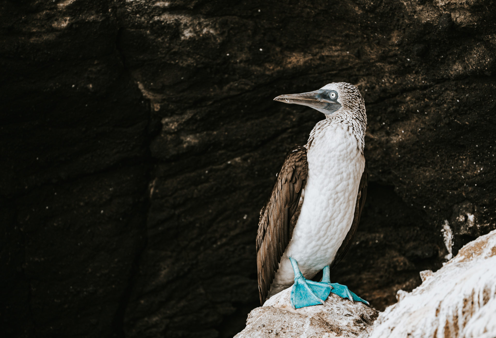Blue footed booby on Santa Cruz in the Galapagos