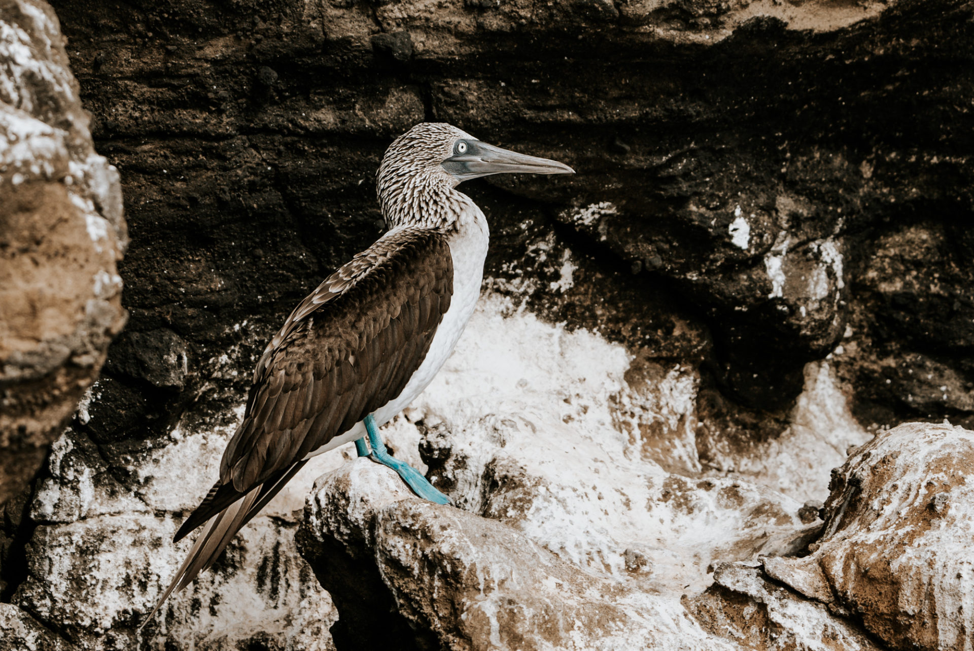 animals of the Galapagos islands