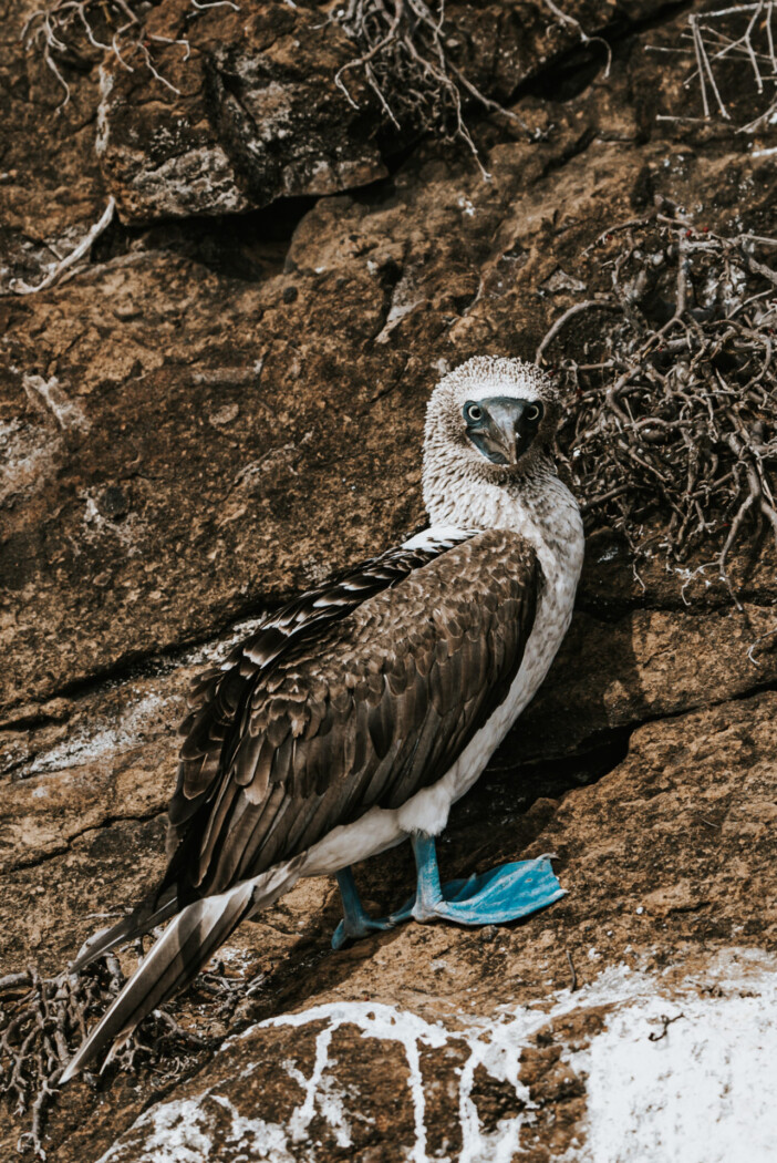 Blue footed booby on Santa Cruz in the Galapagos