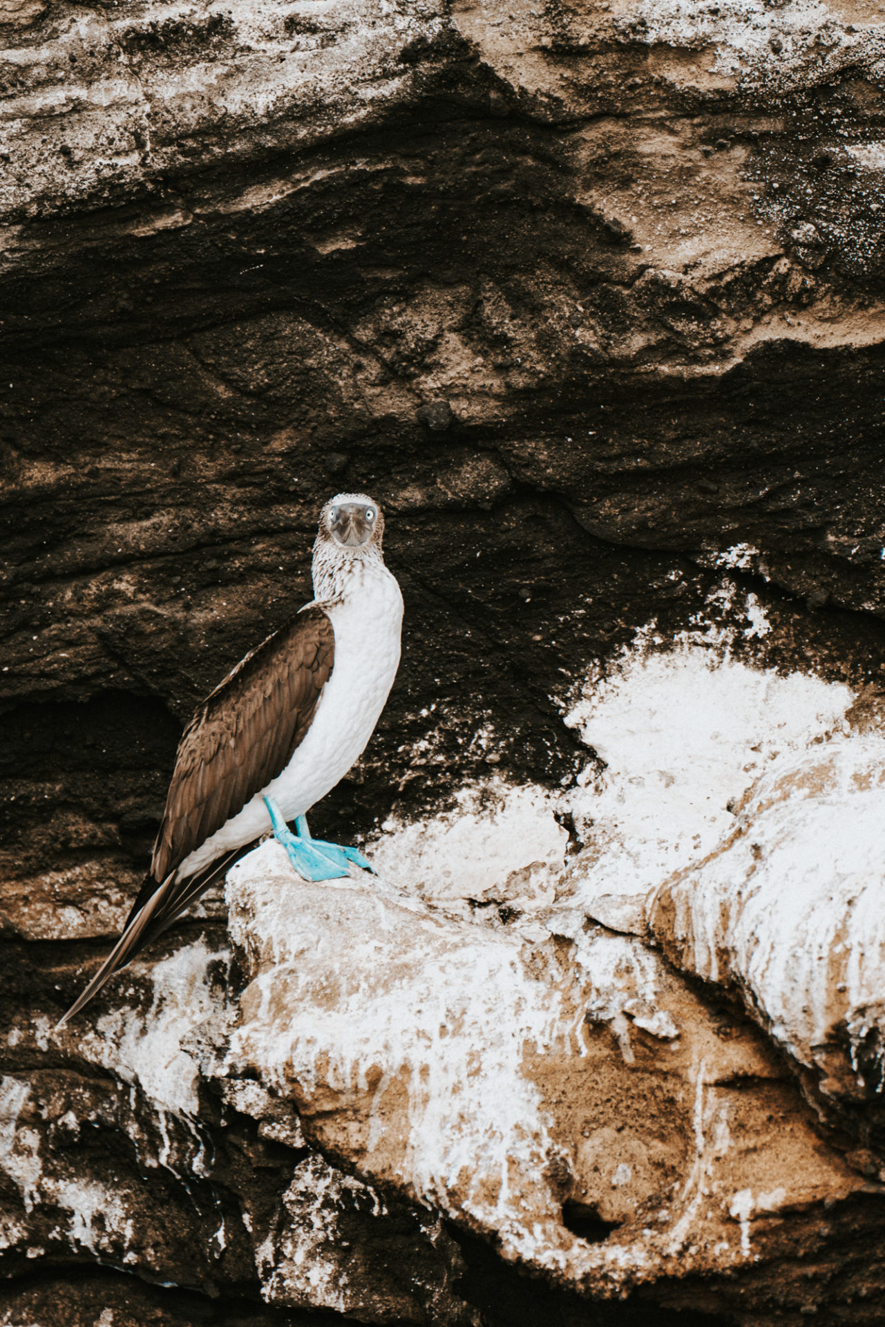 blue footed booby 