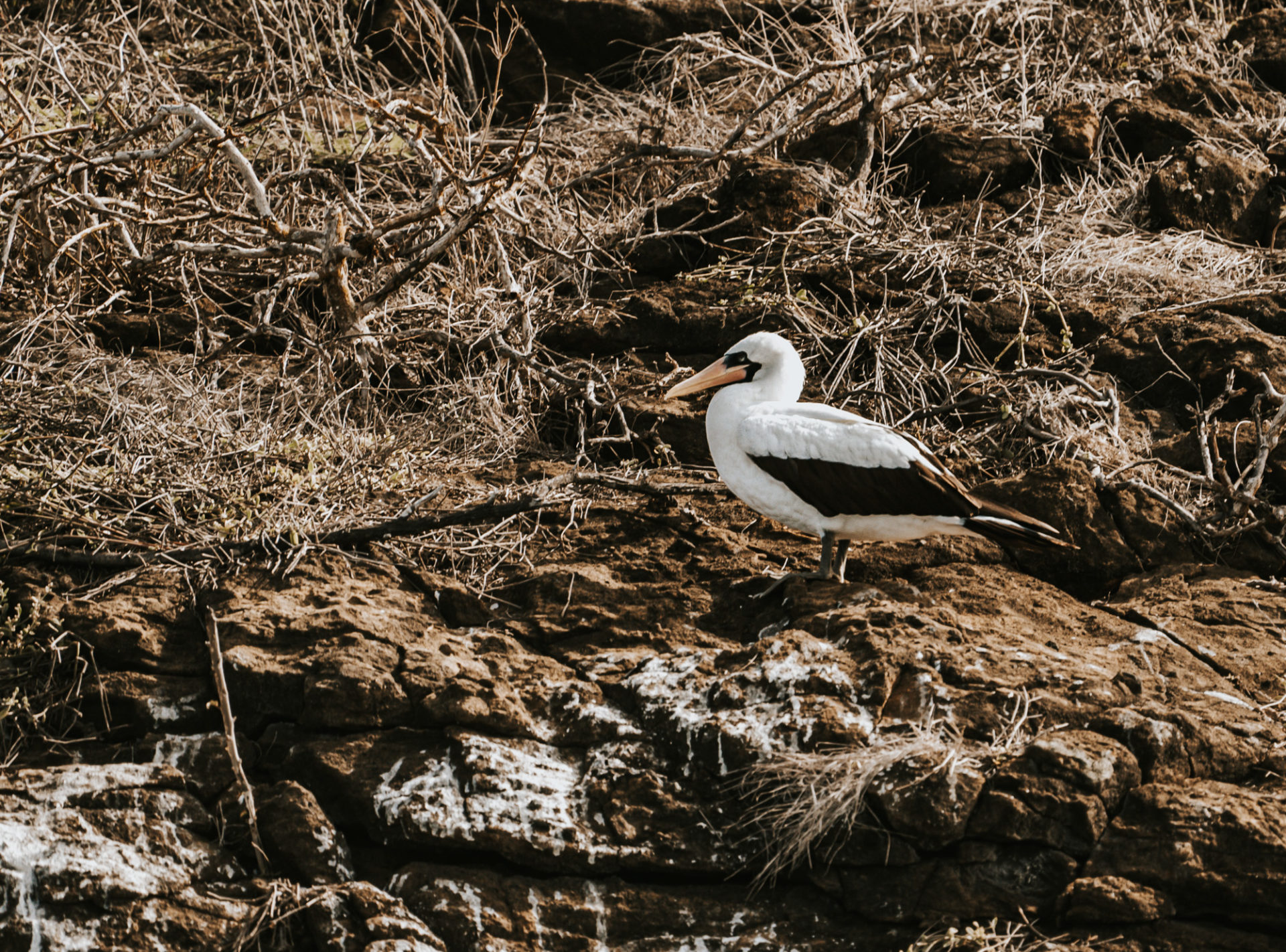 Nazca booby on Santa Cruz island, animals of the Galapagos islands