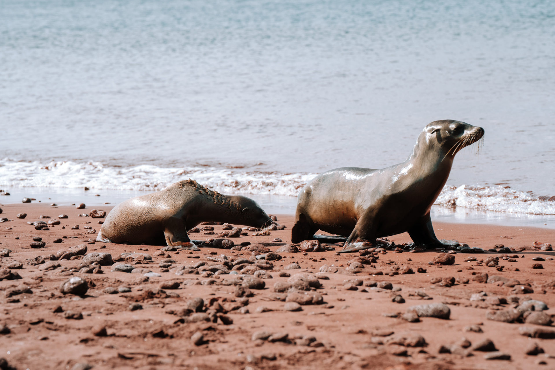 sea lions, Galapagos Cruise