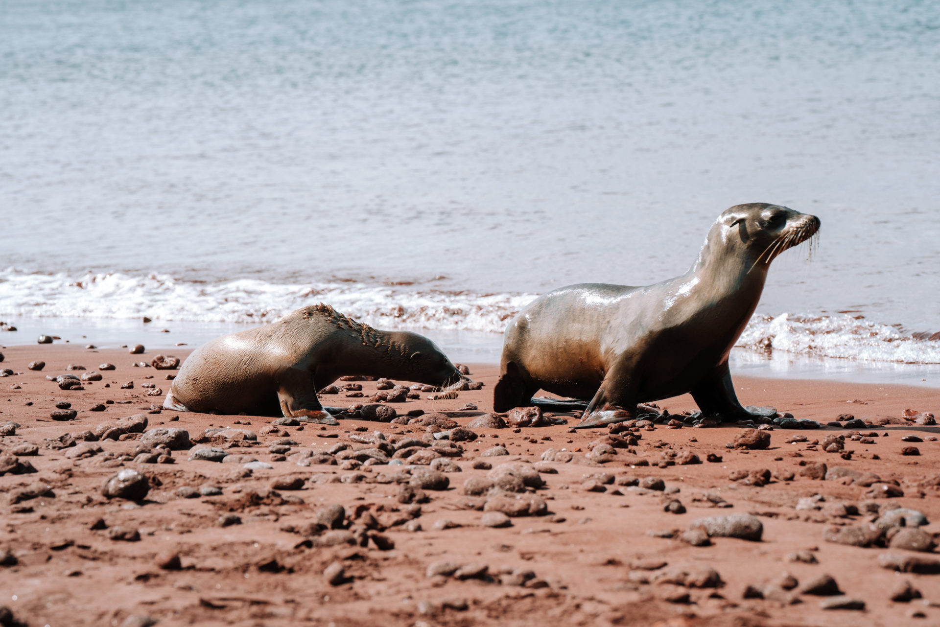 Ecuador Galapagos Rabida island sea lions 09634