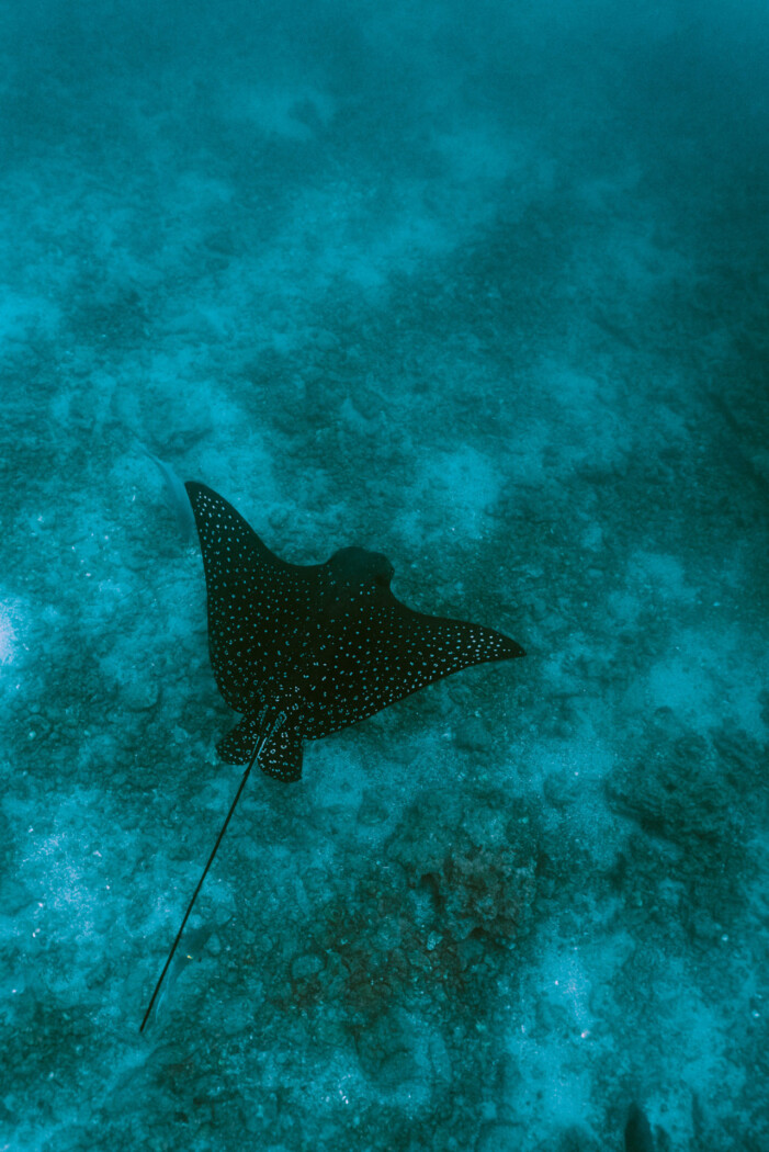 Ecuador Galapagos Rabida island snorkeling eagle ray 09645