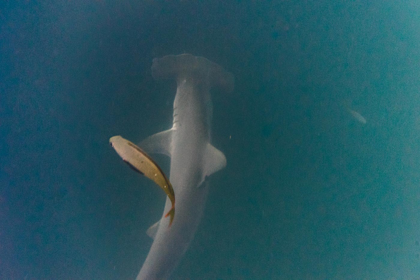 Snorkeling with a hammer head shark!