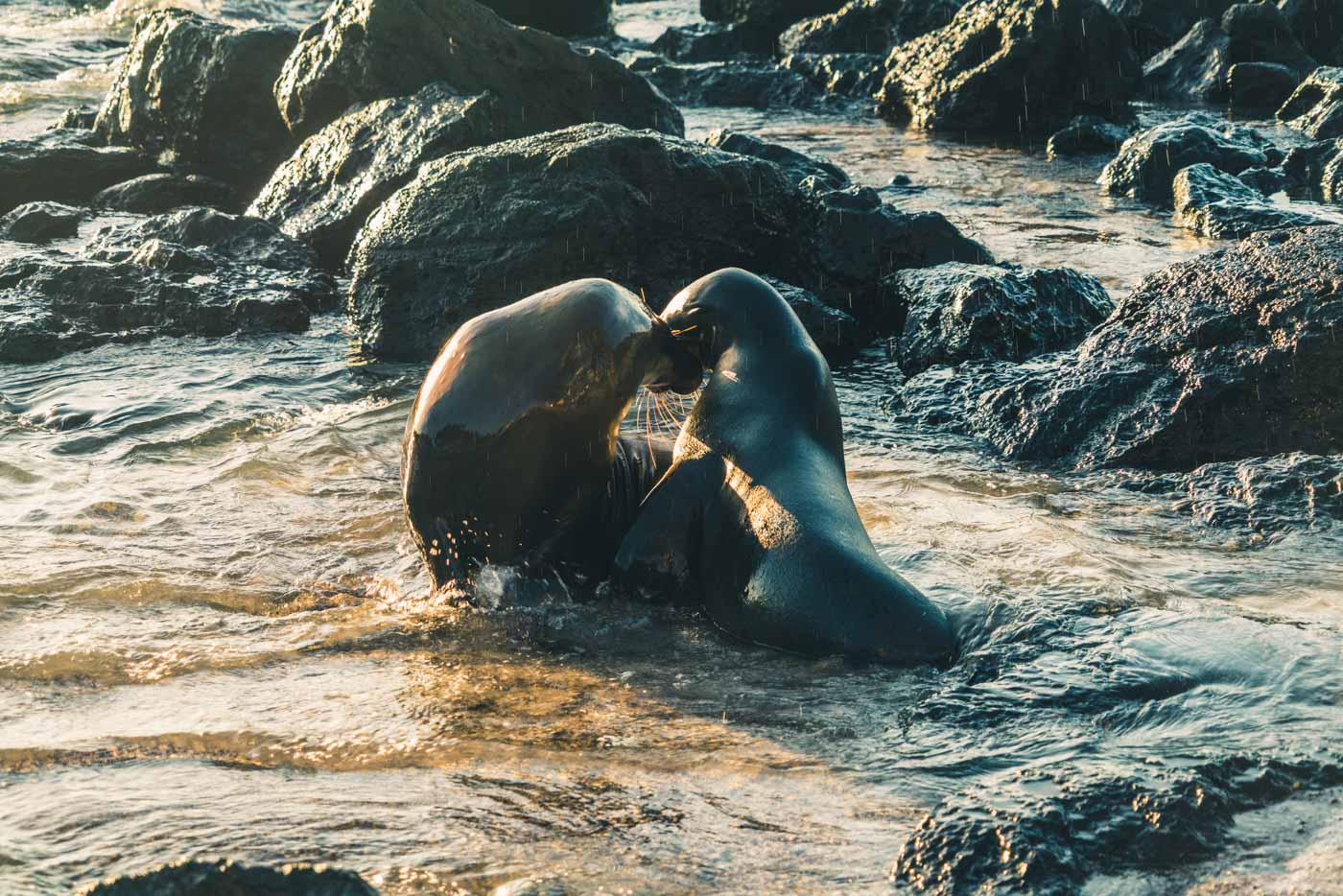 How to Plan a Responsible Trip to the Galapagos Islands