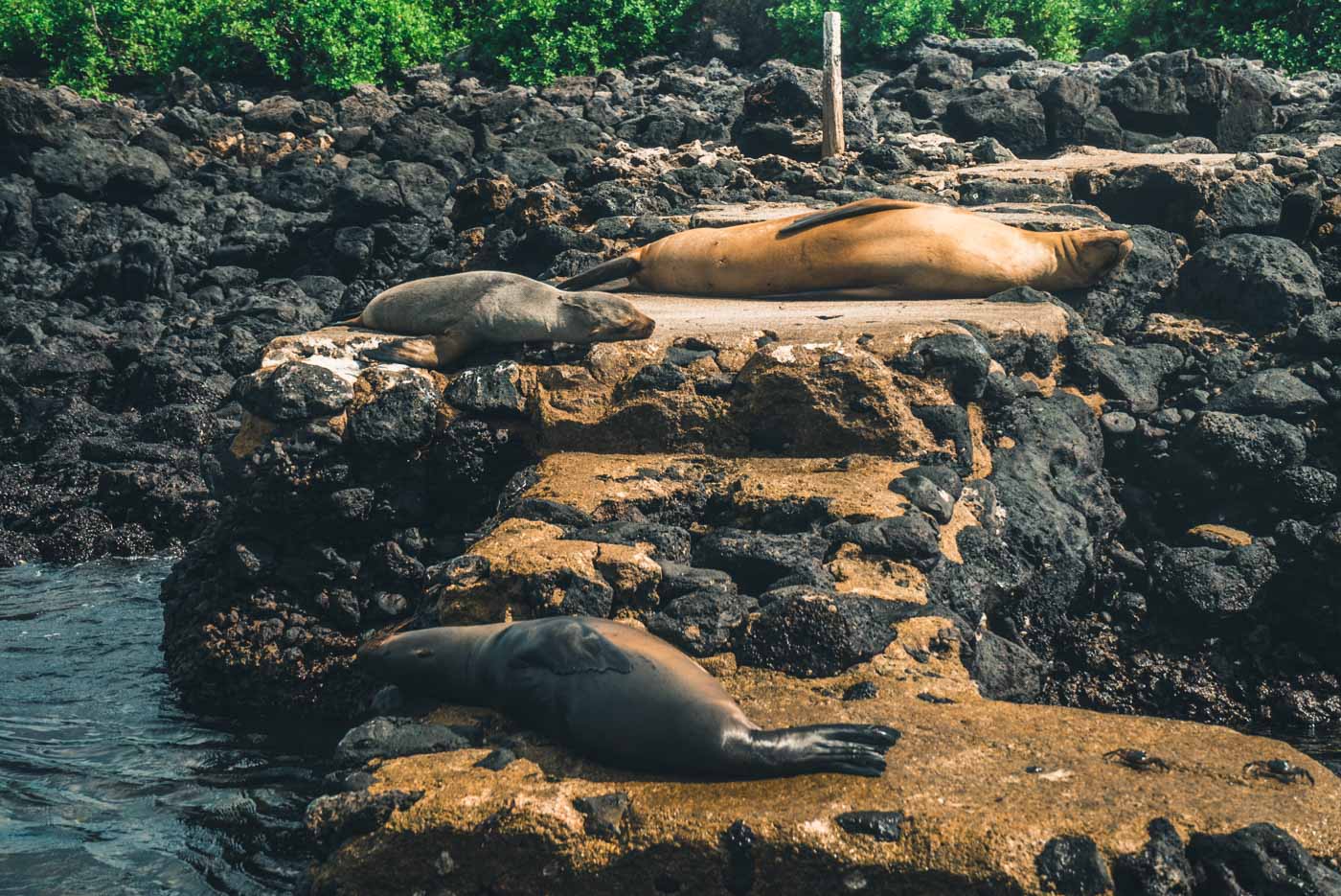 Ecuador Galapagos San Cristobal sea lions 0353