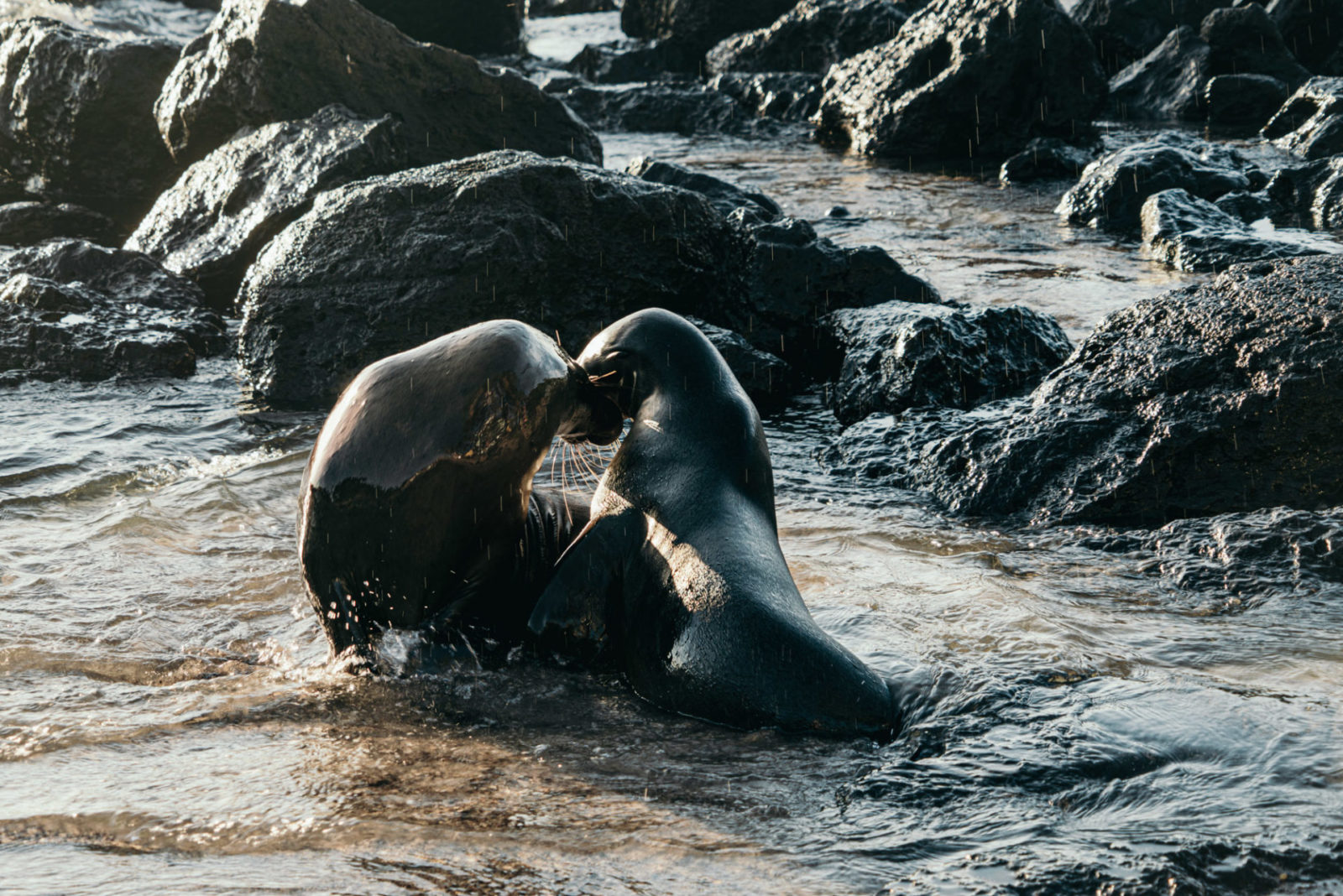 Galapagos sea lions