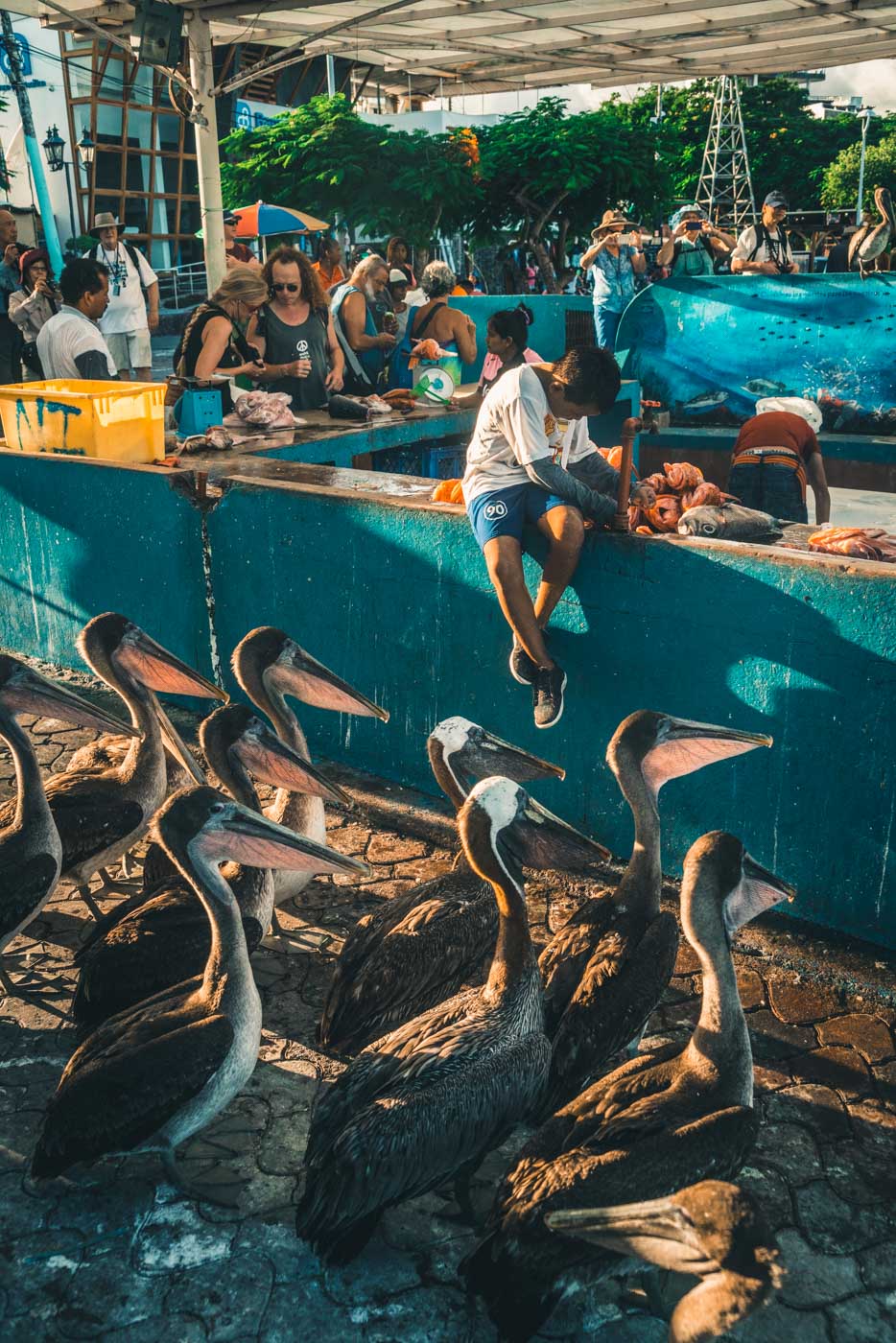 Ecuador Galapagos Santa Cruz fish market 3747