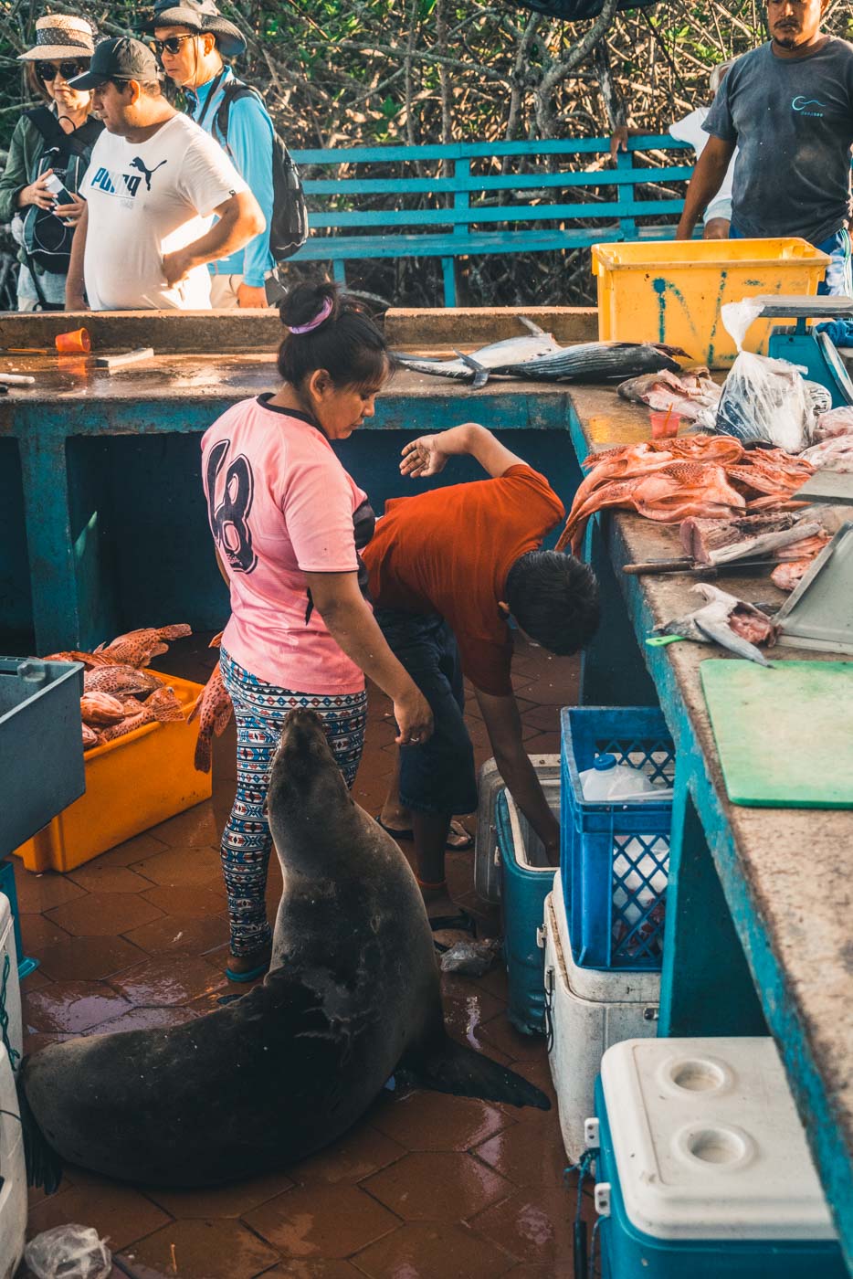 Ecuador Galapagos Santa Cruz fish market 3786