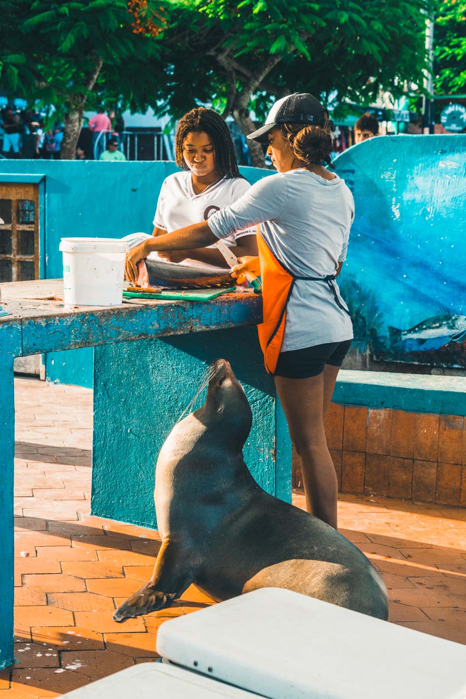 Ecuador Galapagos Santa Cruz fish market 4118