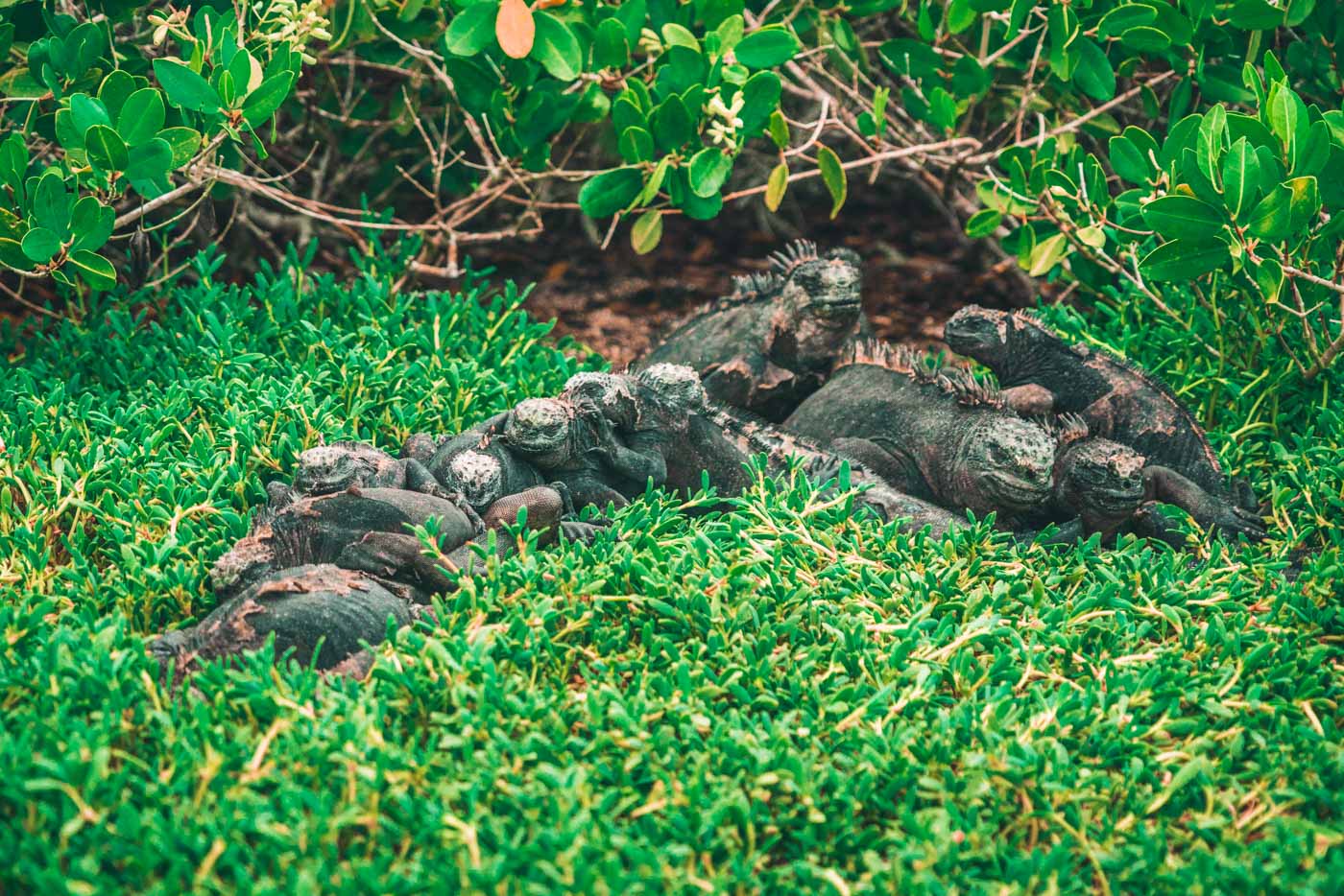 Marine iguana pile up at Tortuga Bay in Santa Cruz island. Galapagos