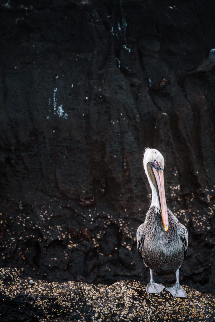 Ecuador Galapagos Santa Cruz pelican bird 08359