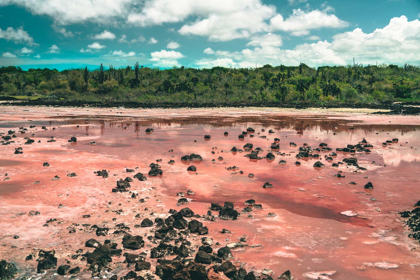 Salt lake on Santa Cruz island. Galapagos