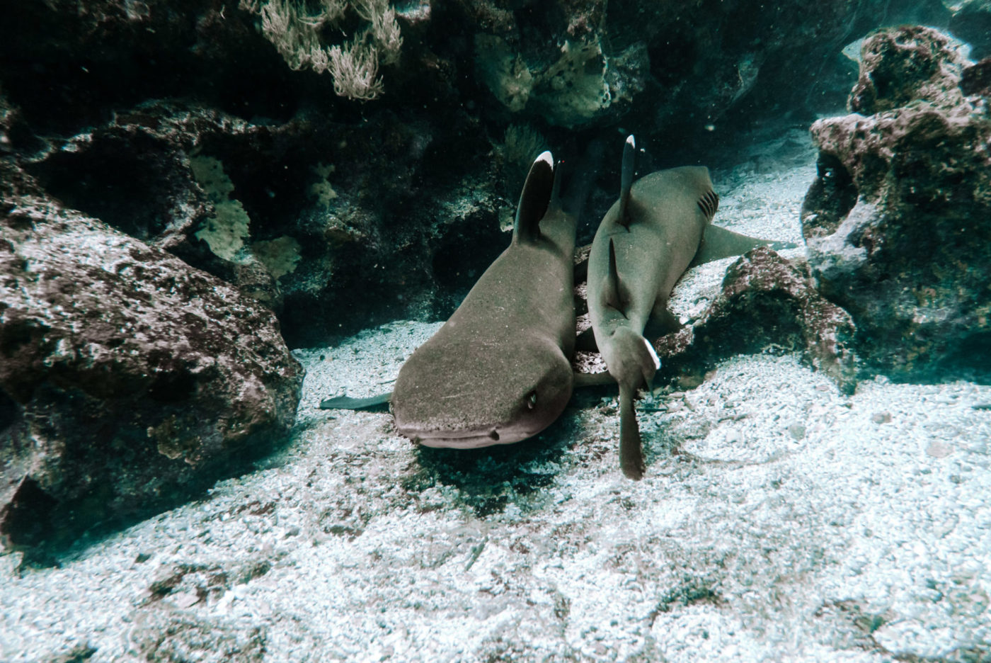 sharks in galapagos, best scuba diving in the world