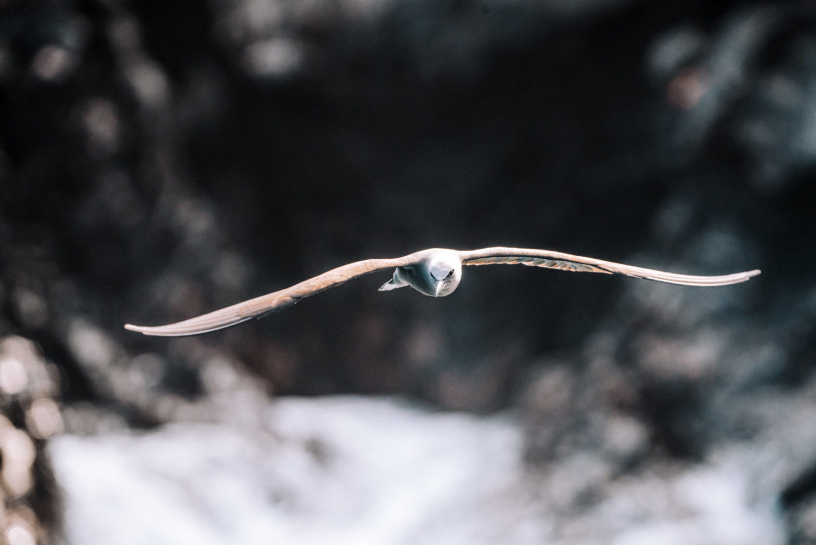 Galapagos petrel