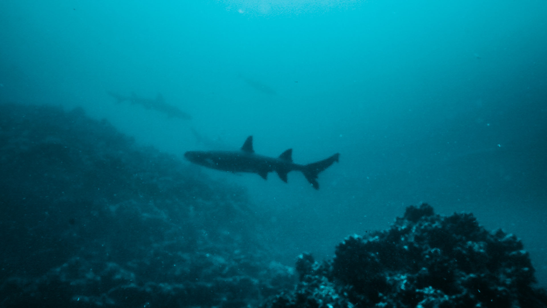Ecuador Galapagos Santa Cruz shark 01